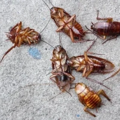 close-cockroach-260nw-183834359 close-cockroach-260nw-183834359